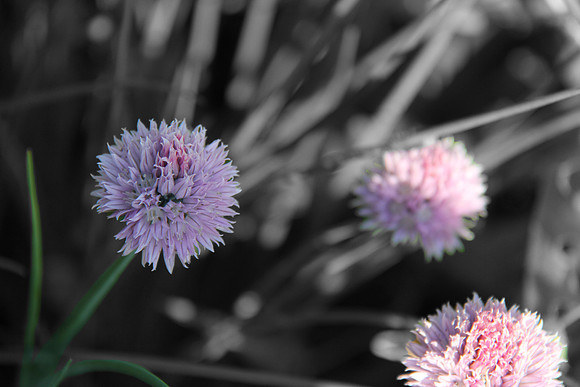 chives2