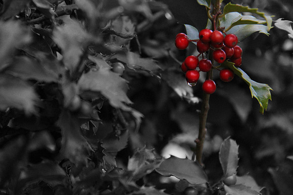 Berry Stem